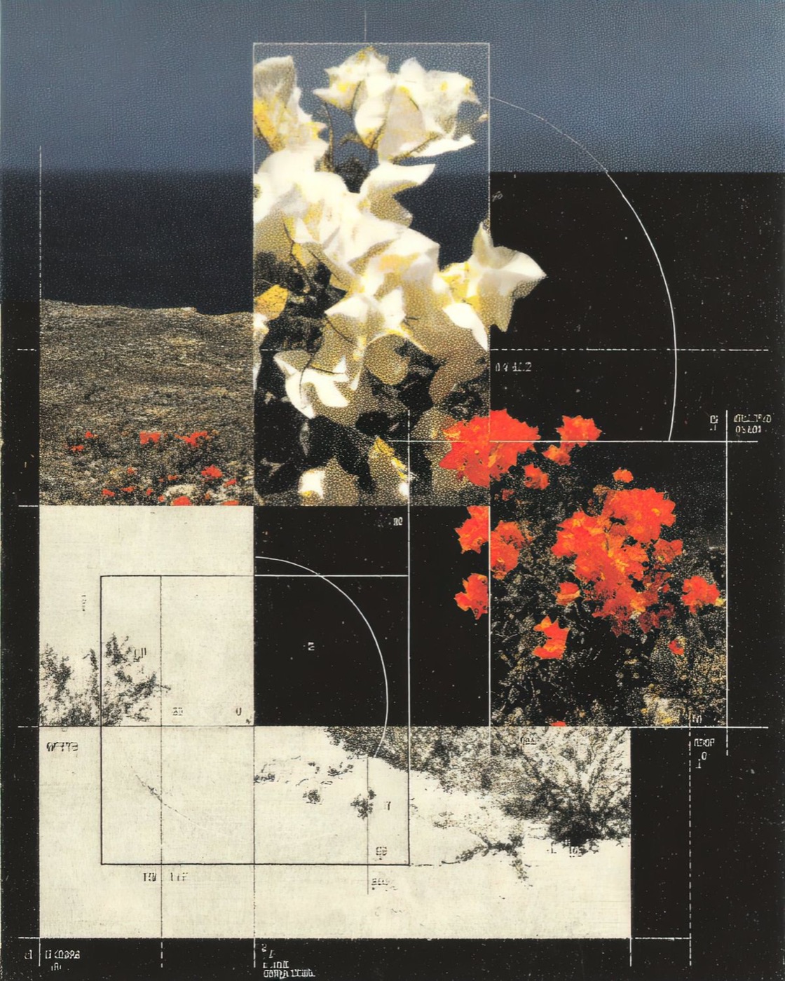 Bloom